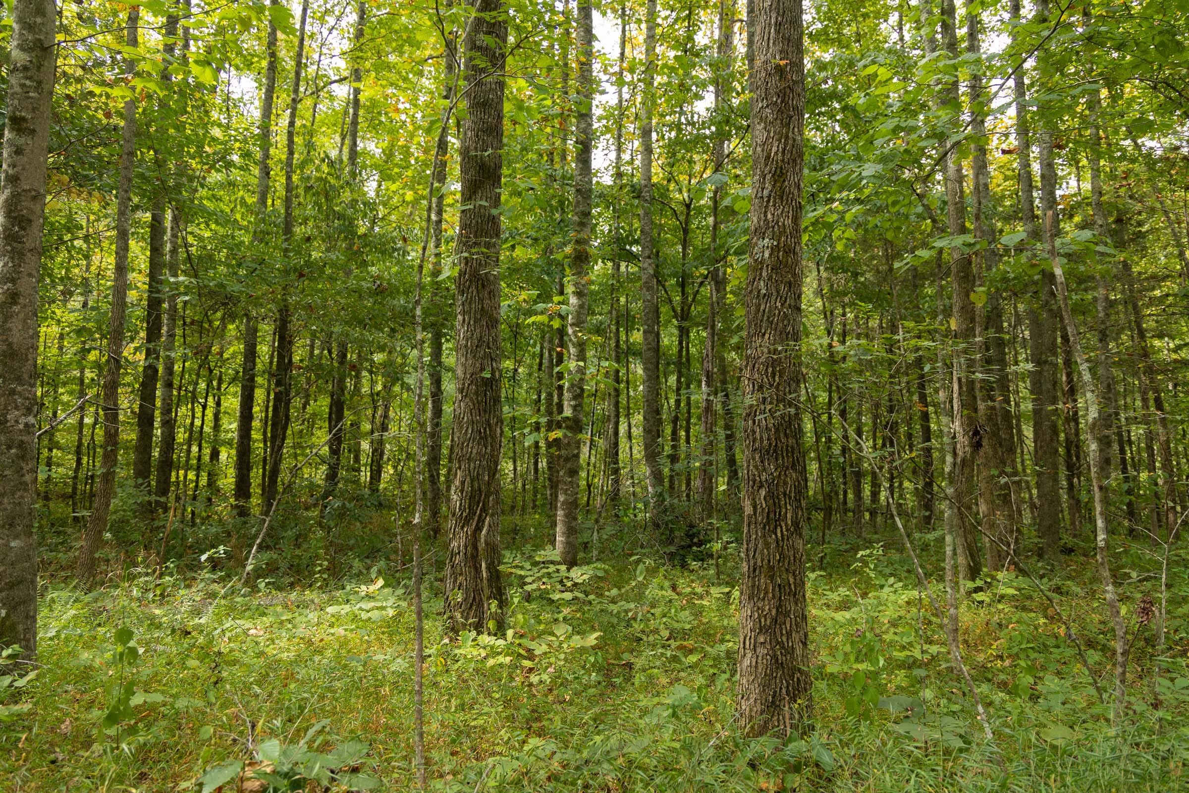 Big White Oak Tract 125 photo 10