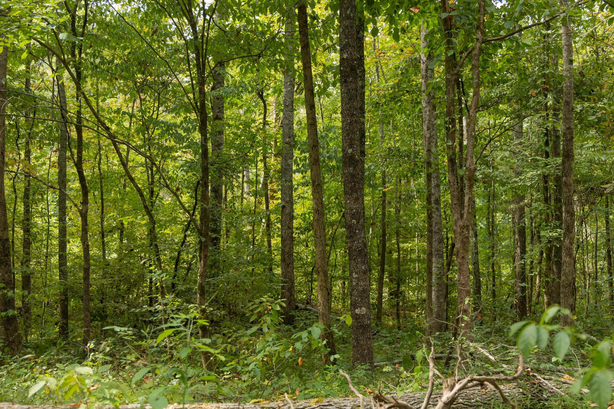 Big White Oak Tract 125 photo 9