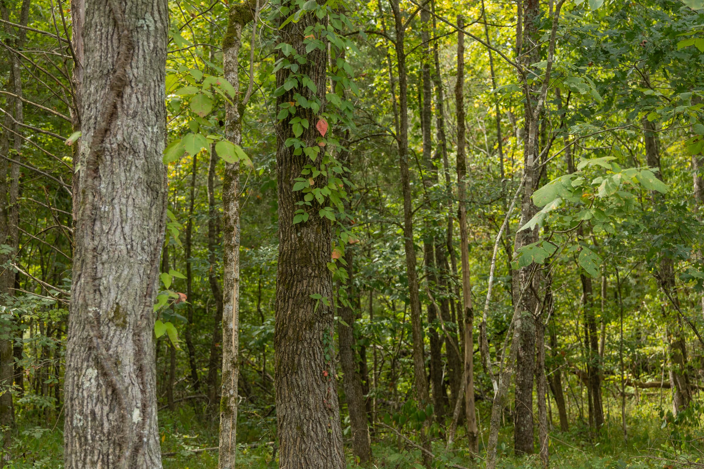 Big White Oak Tract 125 photo 7