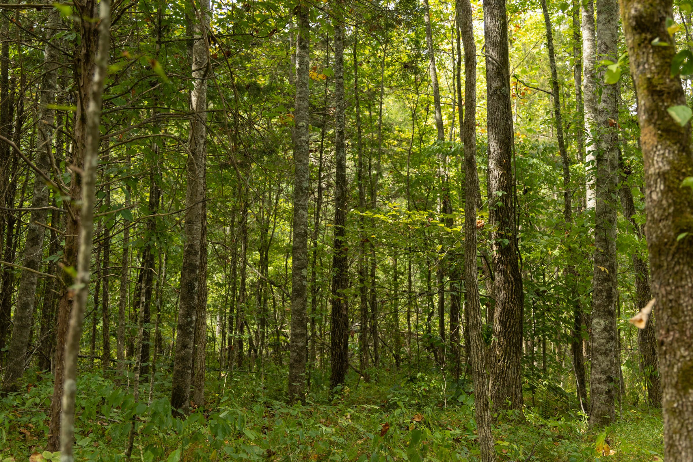 Big White Oak Tract 125 photo 6