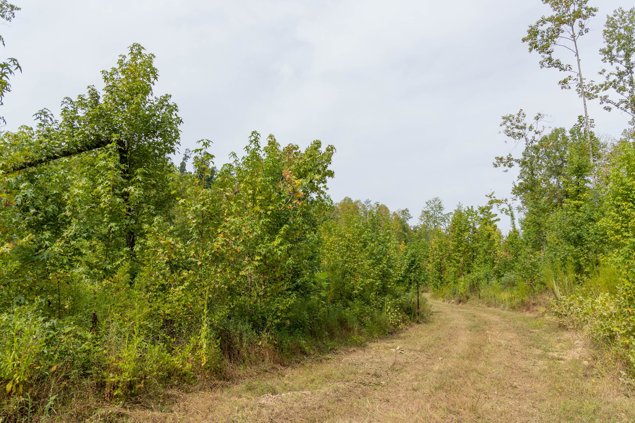 Big White Oak Tract 125 photo 5
