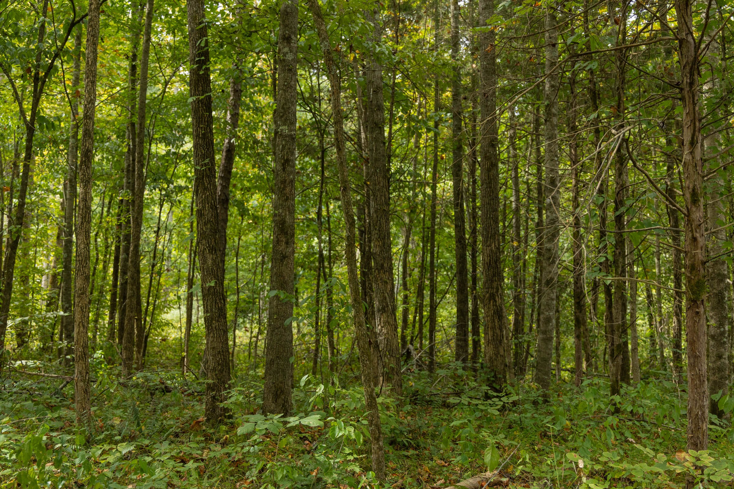 Big White Oak Tract 125 photo 3