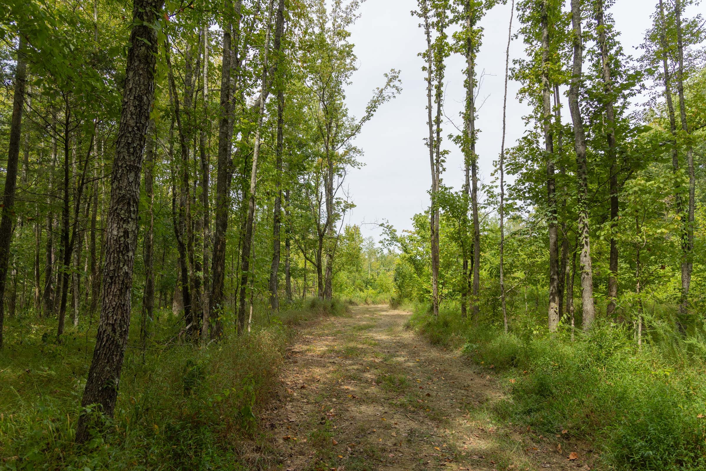 Big White Oak Tract 125 photo 1
