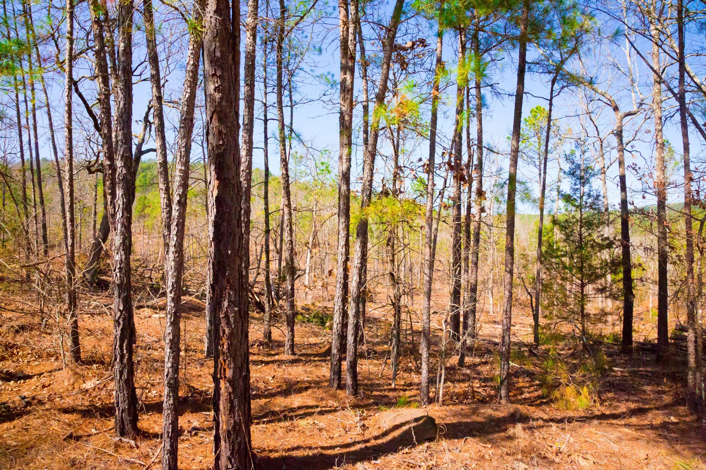 Stone Creek Phase II Tract 119 photo 19