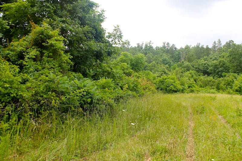 Green Mountain Ranch Tract 31 photo 4