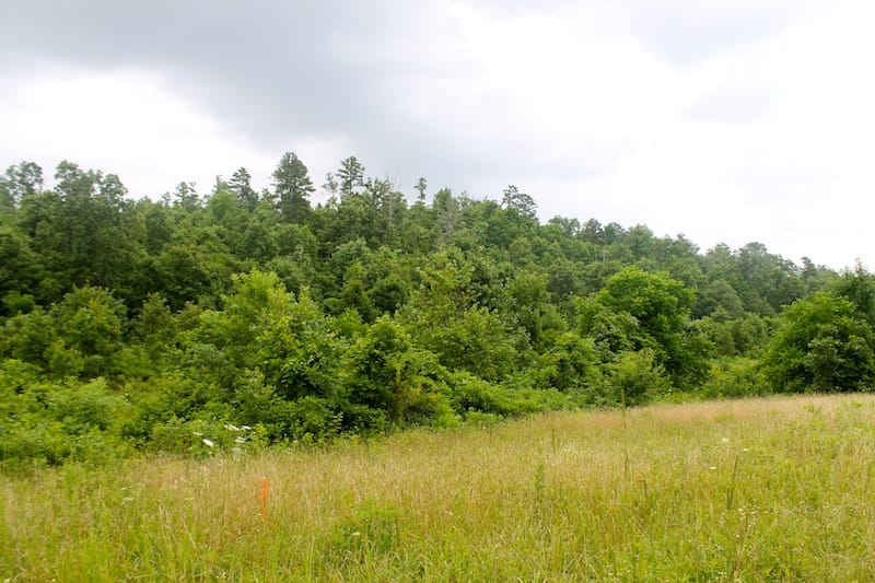 Green Mountain Ranch Tract 31 photo 5