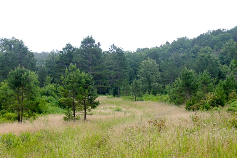 Green Mountain Ranch Tract 31 photo 8