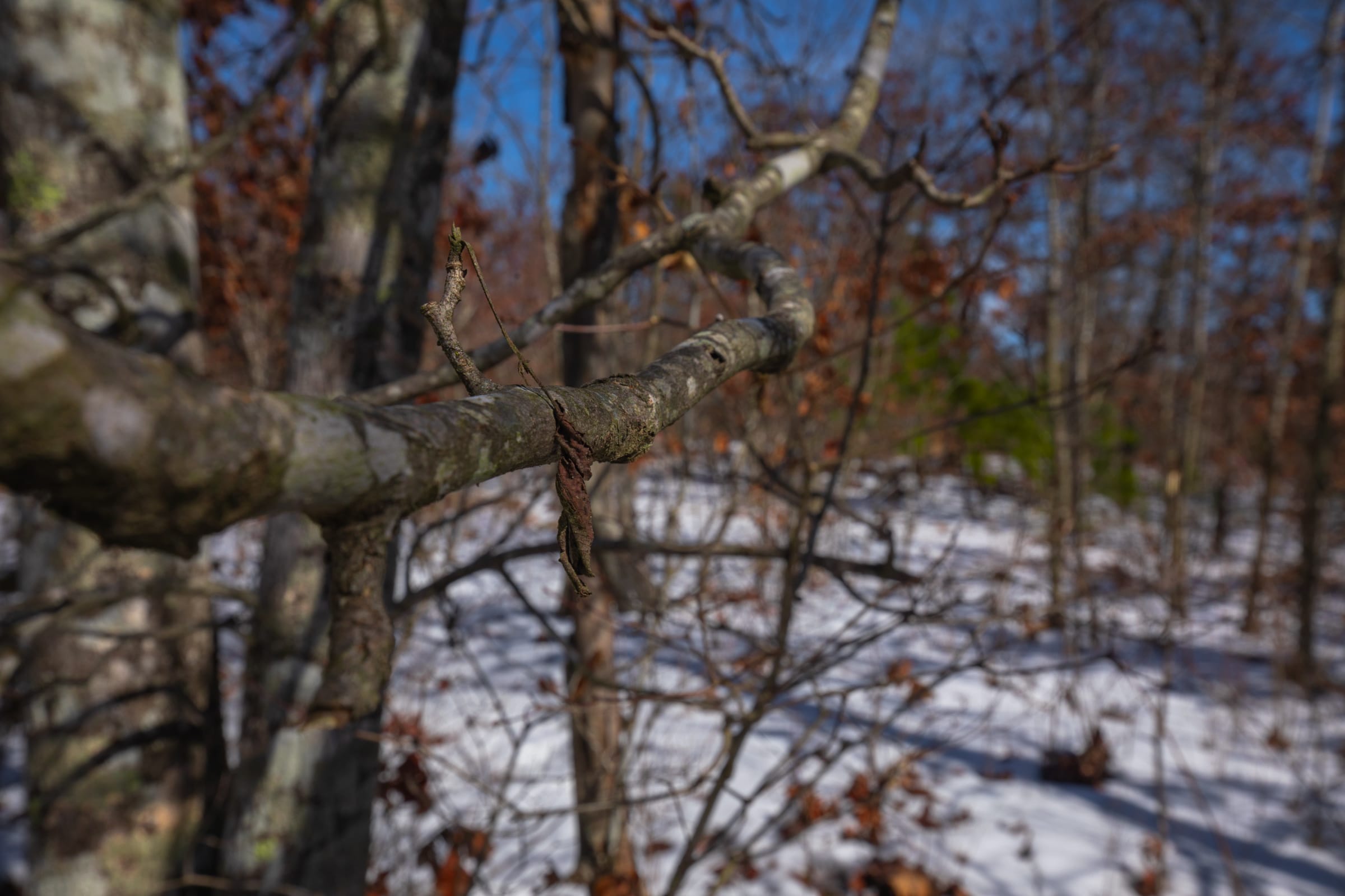 Sleepy Hollow Phase I Tract 58 photo 9