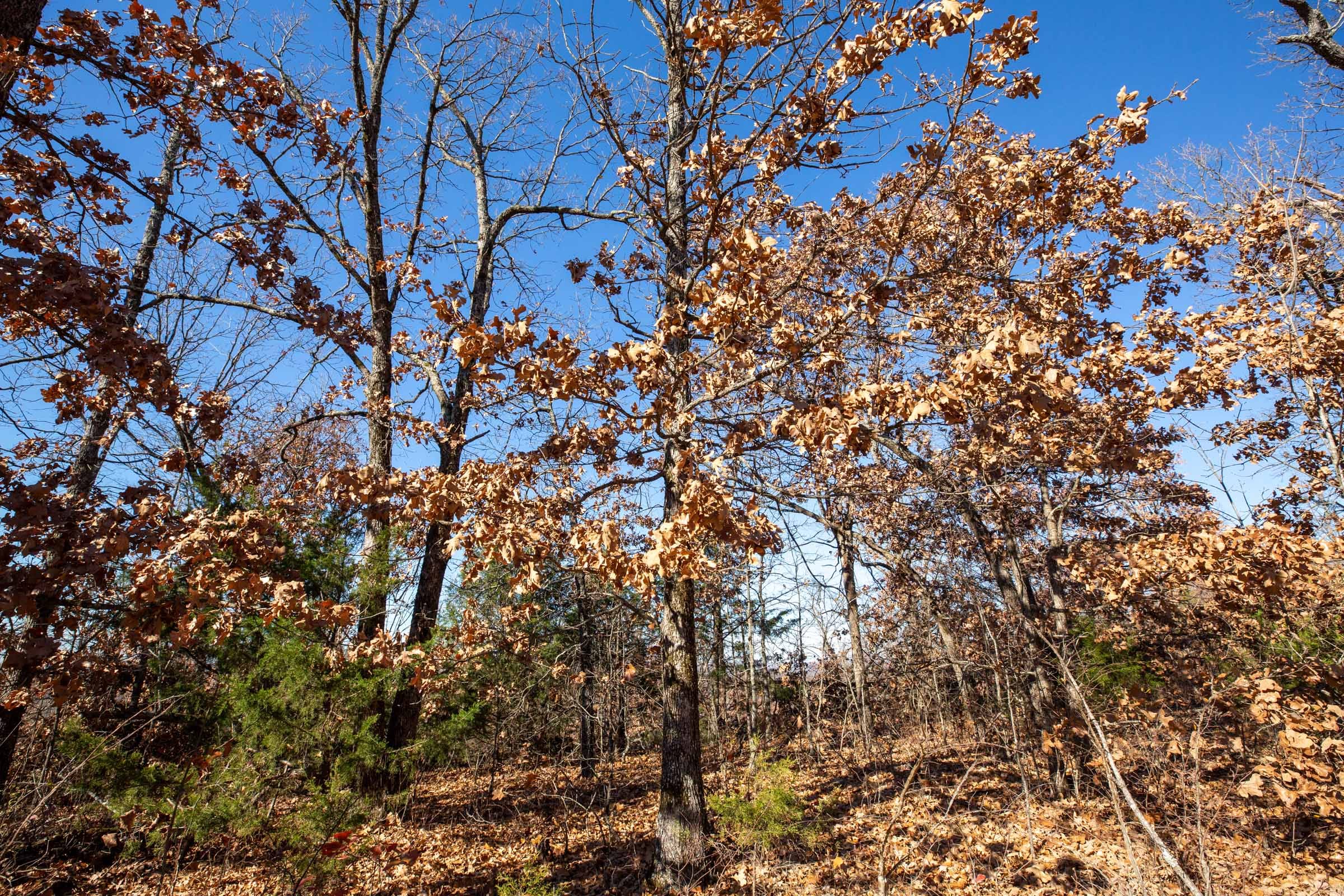 Dutchman Hollow Tract 1 photo 5