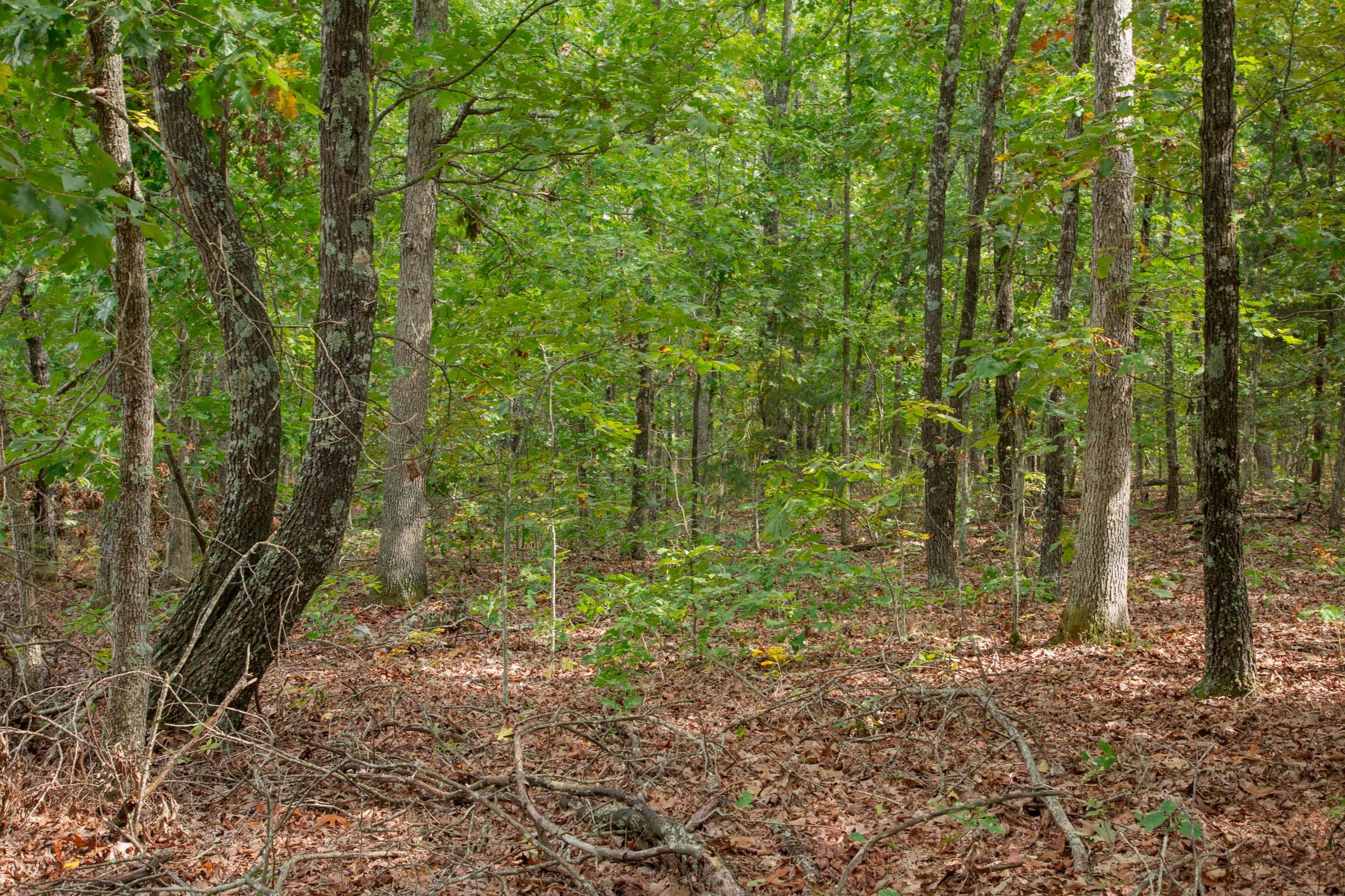 Wagon Wheel Ranch Tract 55 photo 3