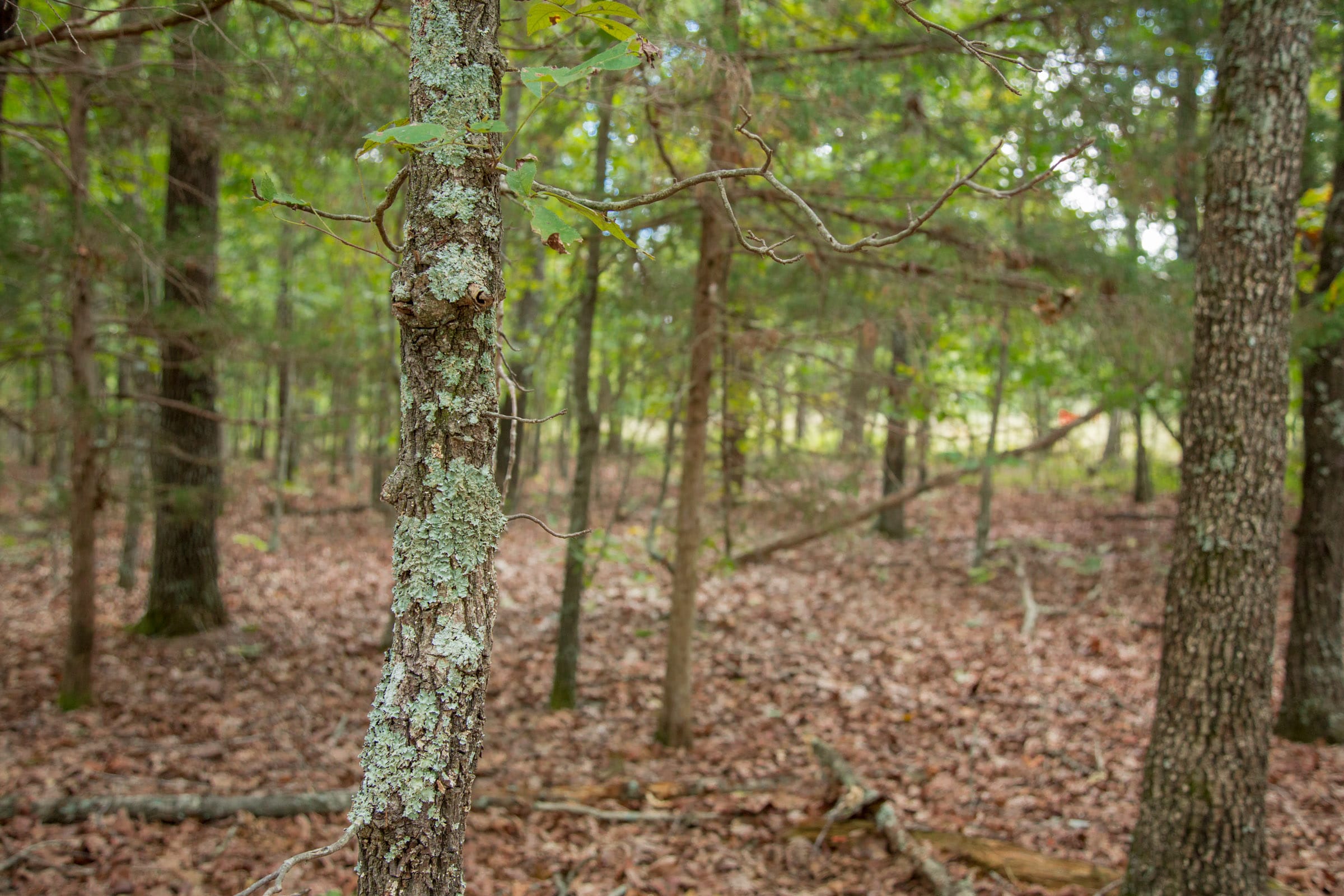 Wagon Wheel Ranch Tract 55 photo 5