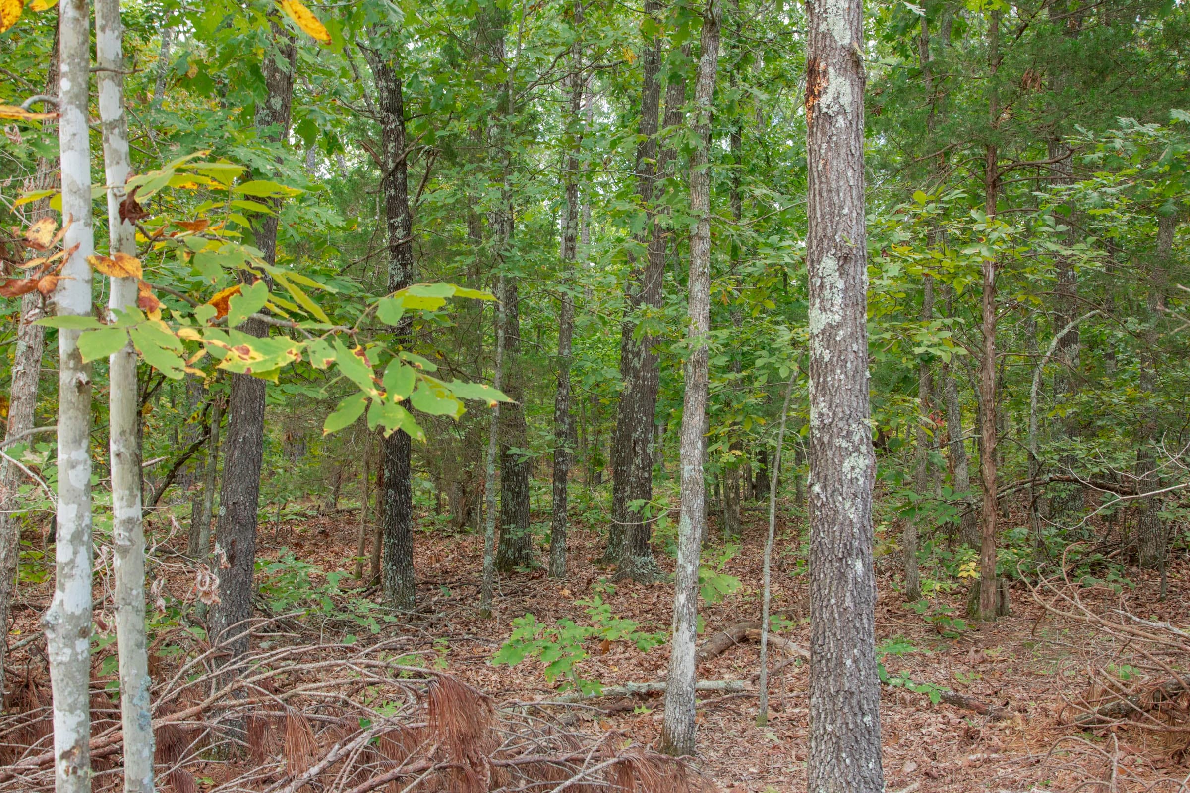 Wagon Wheel Ranch Tract 55 photo 9