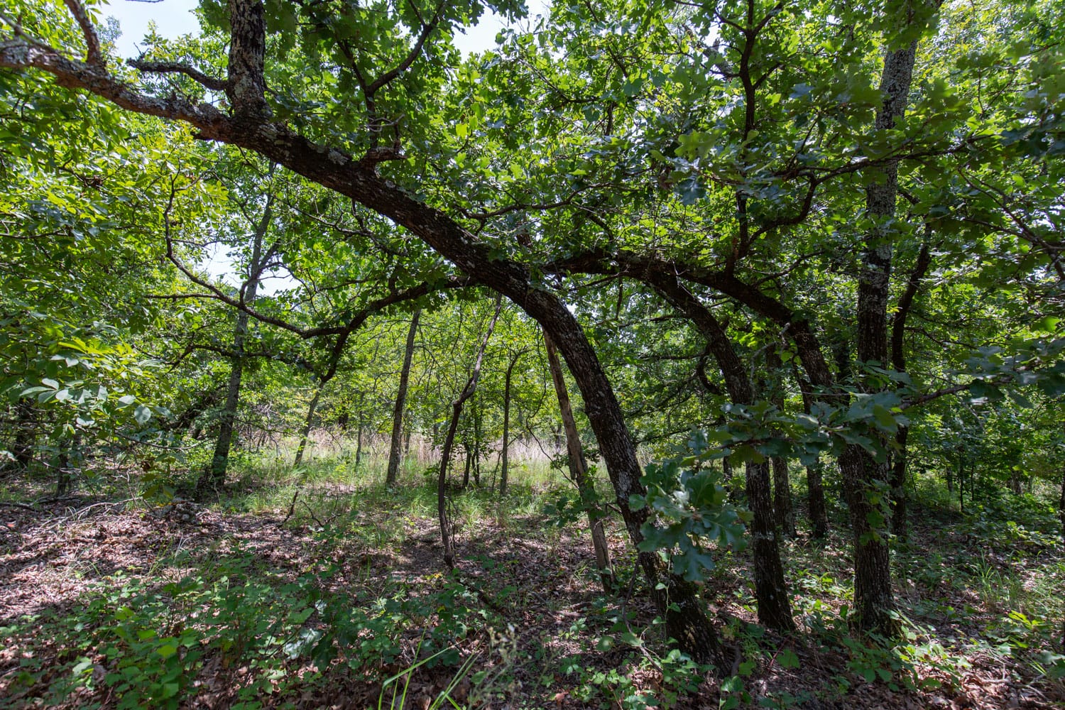 Timber Ridge Tract 61 photo 2