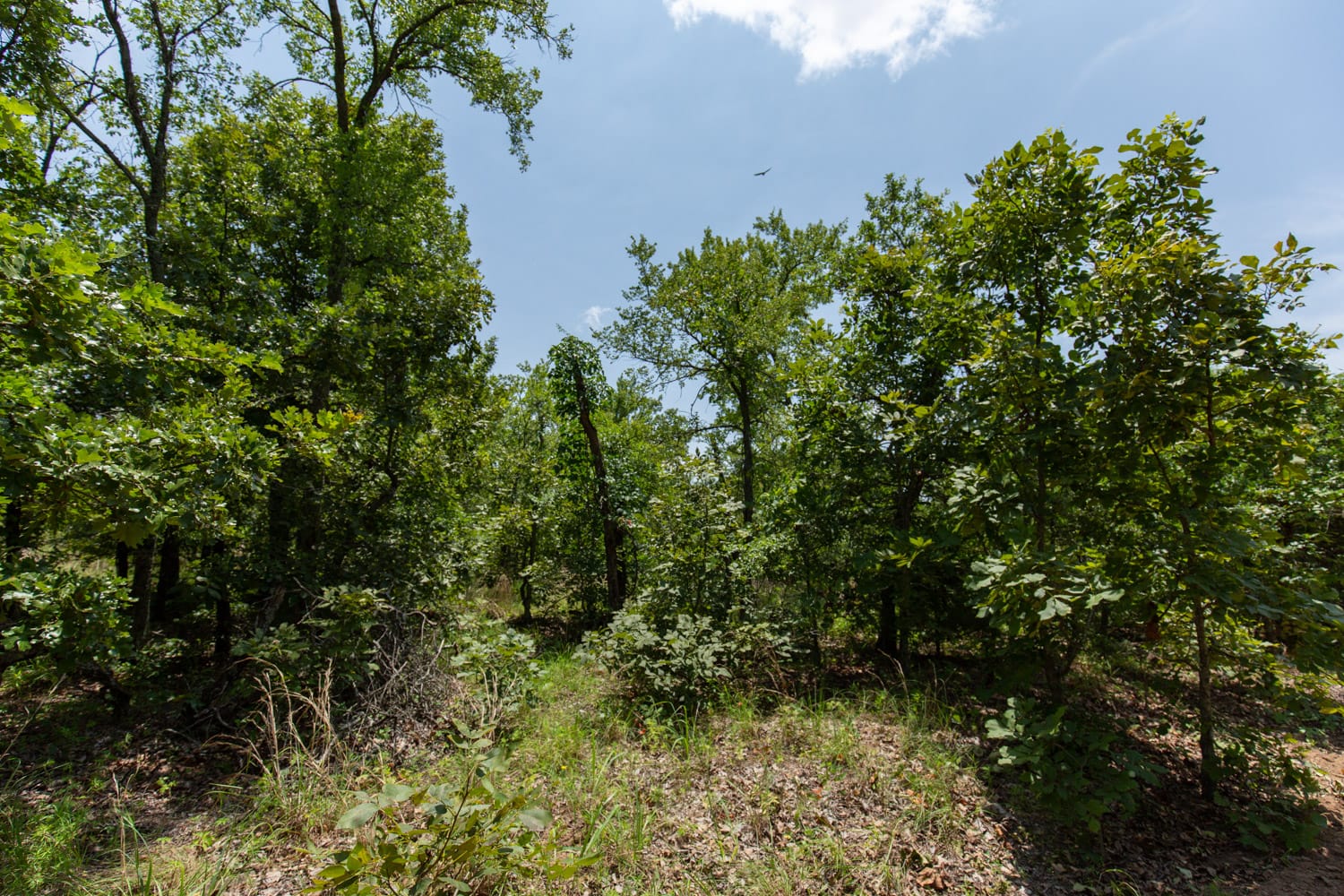 Timber Ridge Tract 61 photo 3