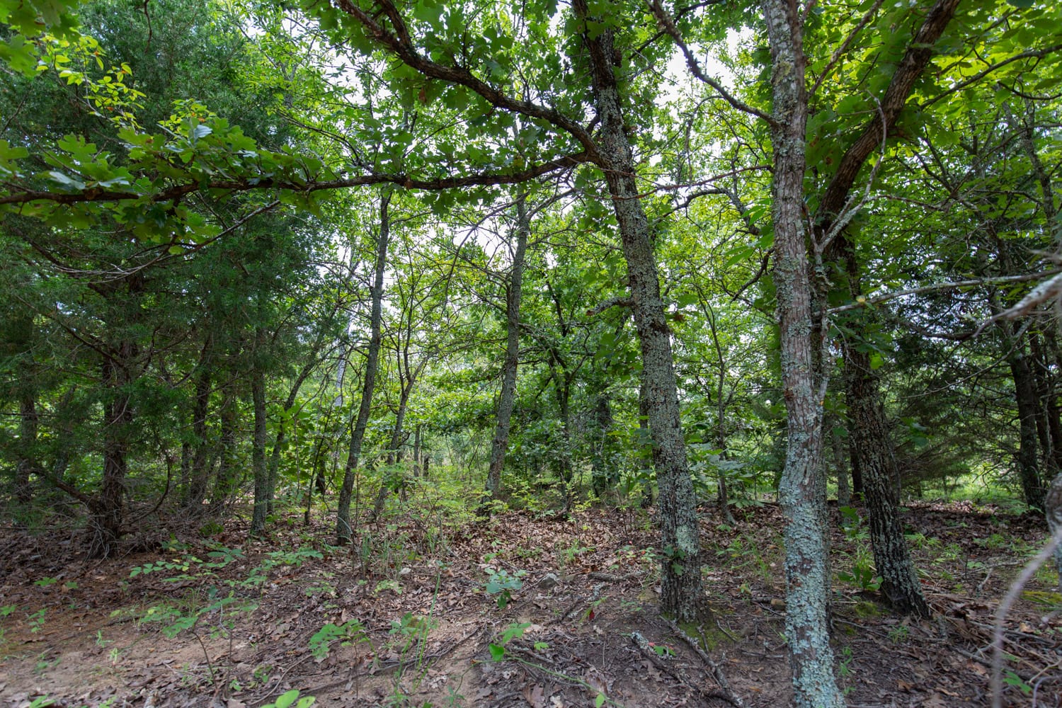 Timber Ridge Tract 61 photo 4