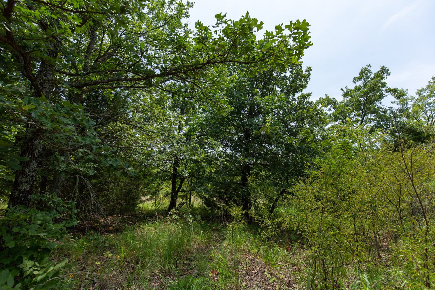 Timber Ridge Tract 61 photo 5