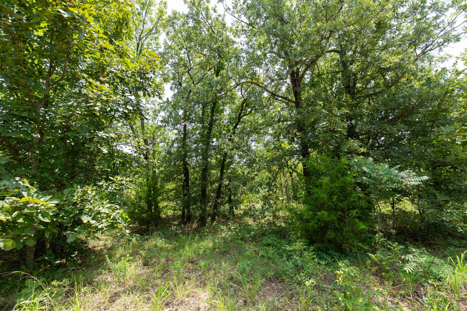 Timber Ridge Tract 61 photo 6