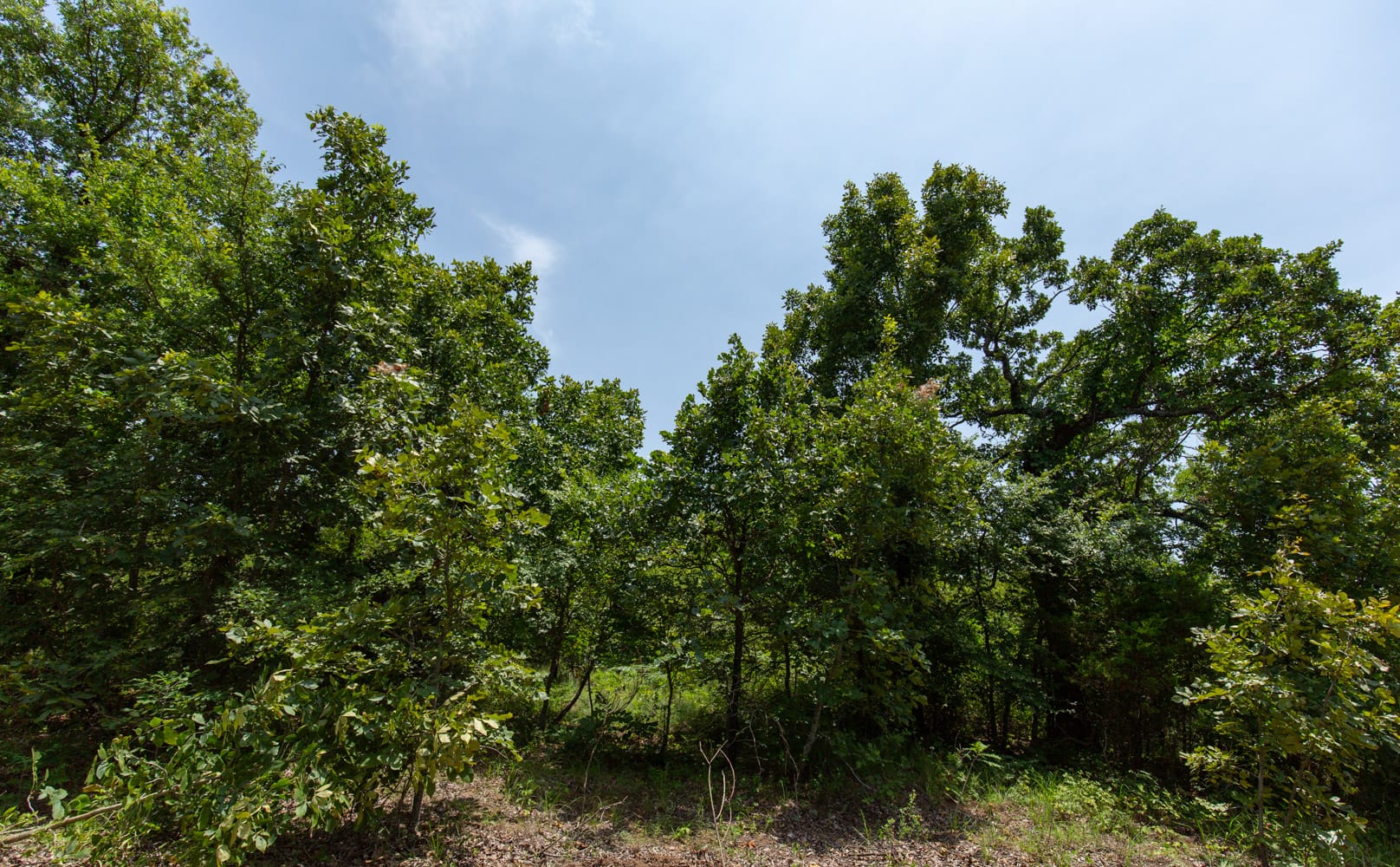 Timber Ridge Tract 61 photo 7