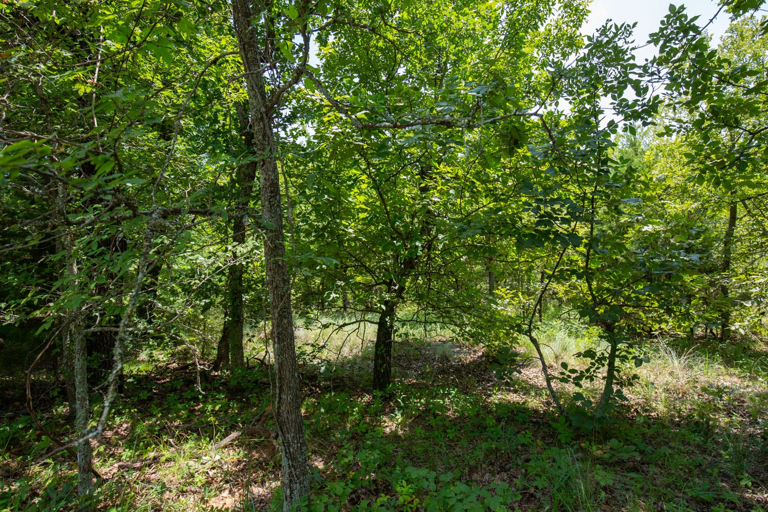 Timber Ridge Tract 61 photo 8