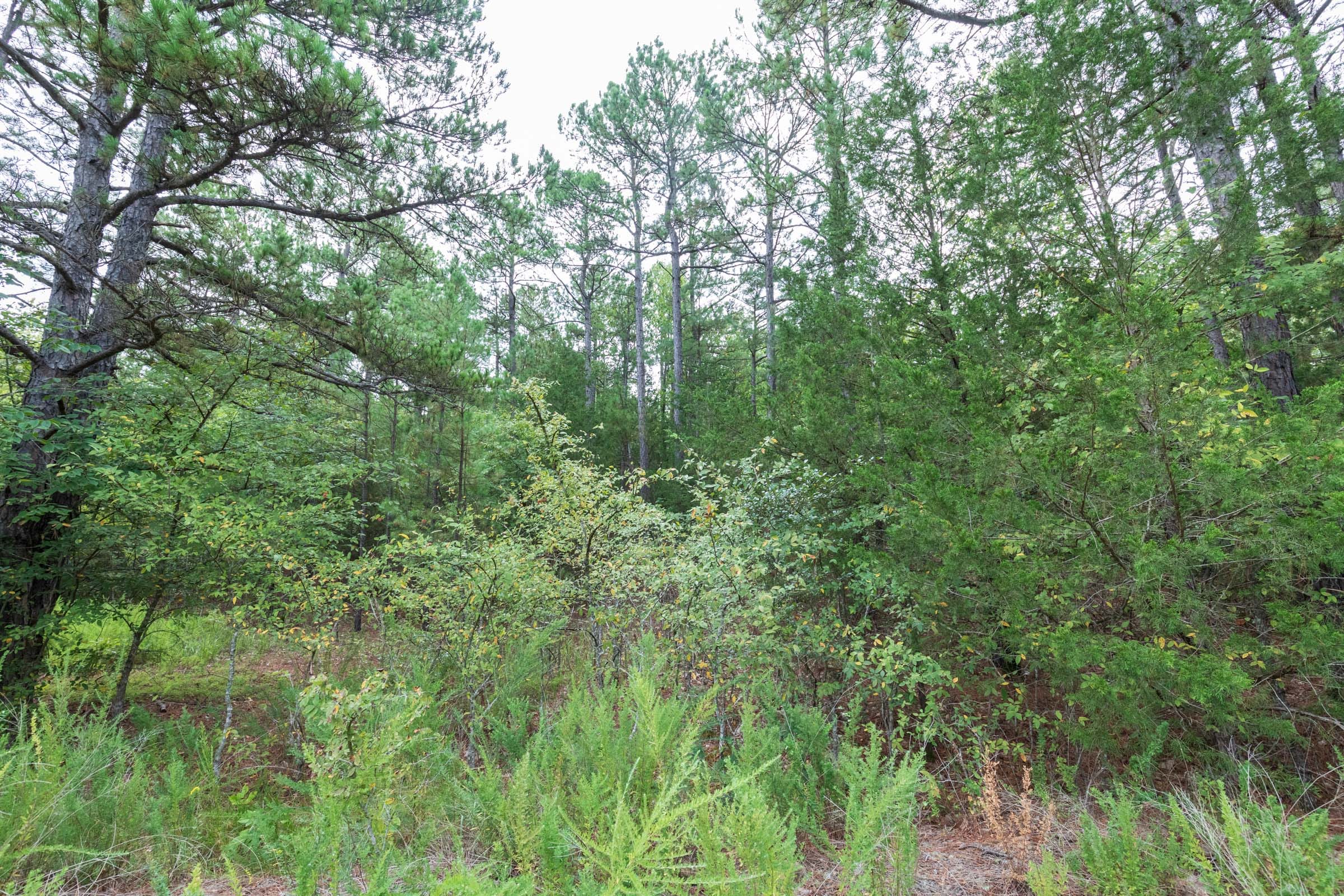 Stone Bridge Phase V Tract 336 photo 7
