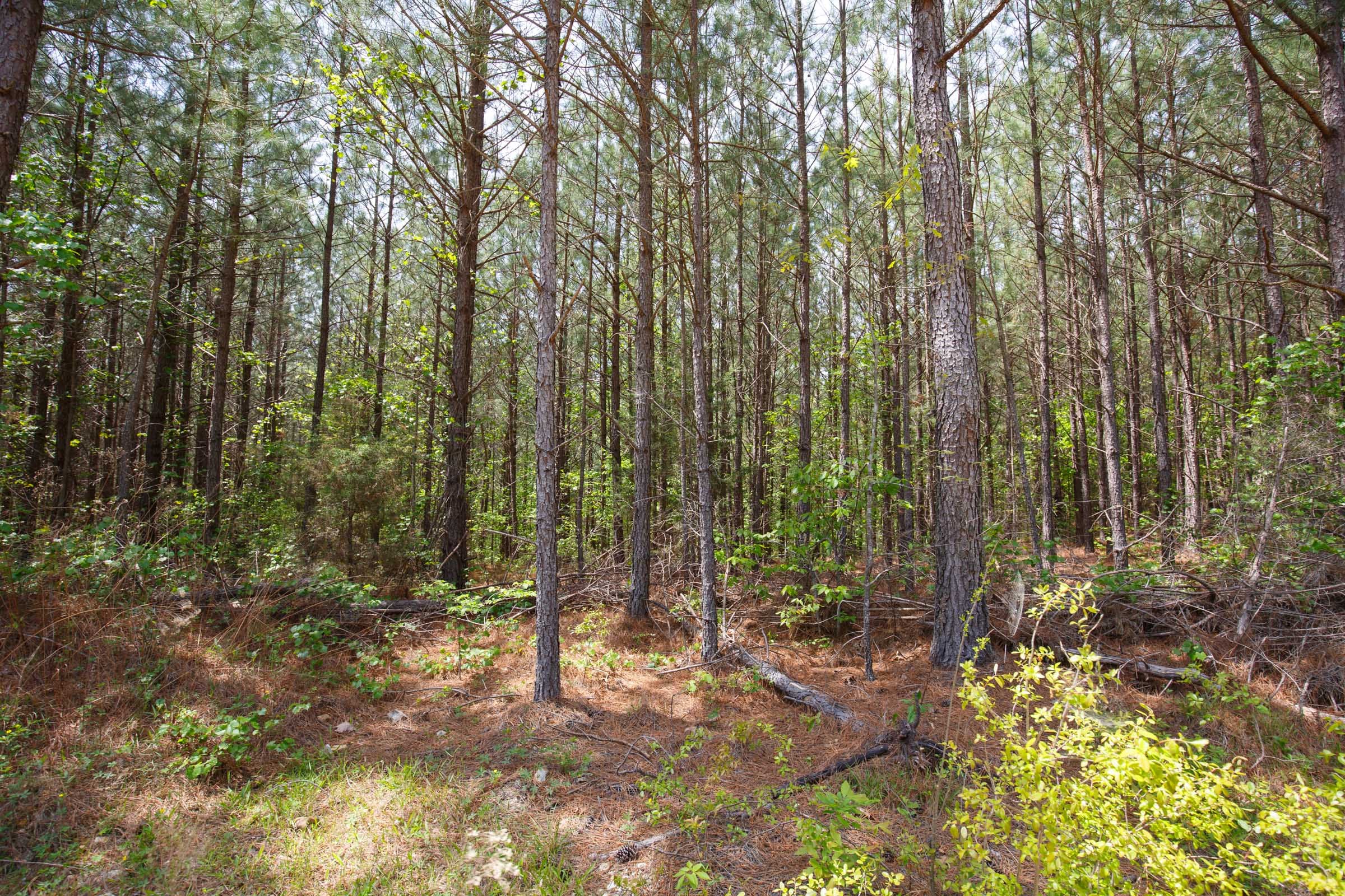 Red Barn Ranch Tract 56 photo 2