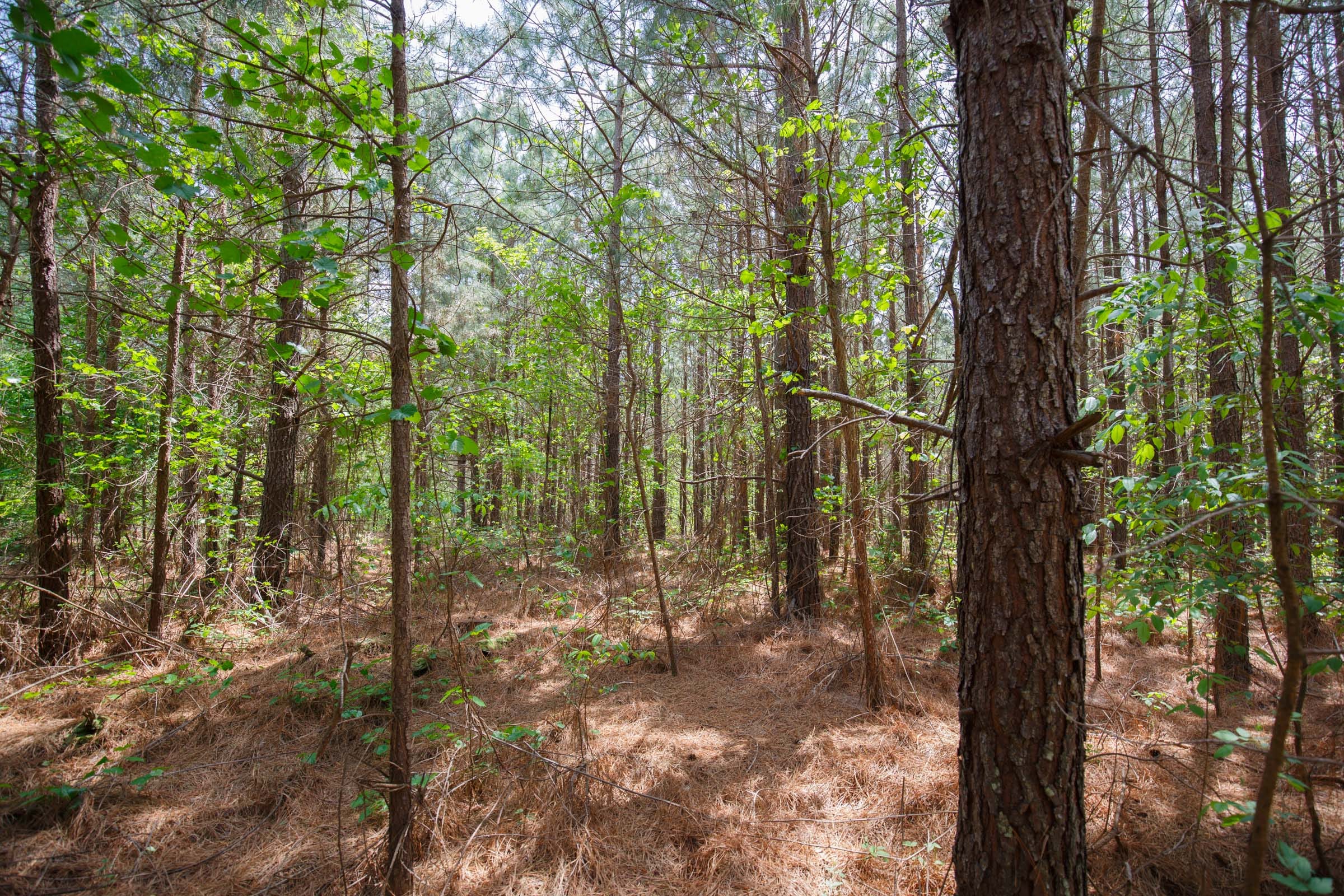 Red Barn Ranch Tract 56 photo 3
