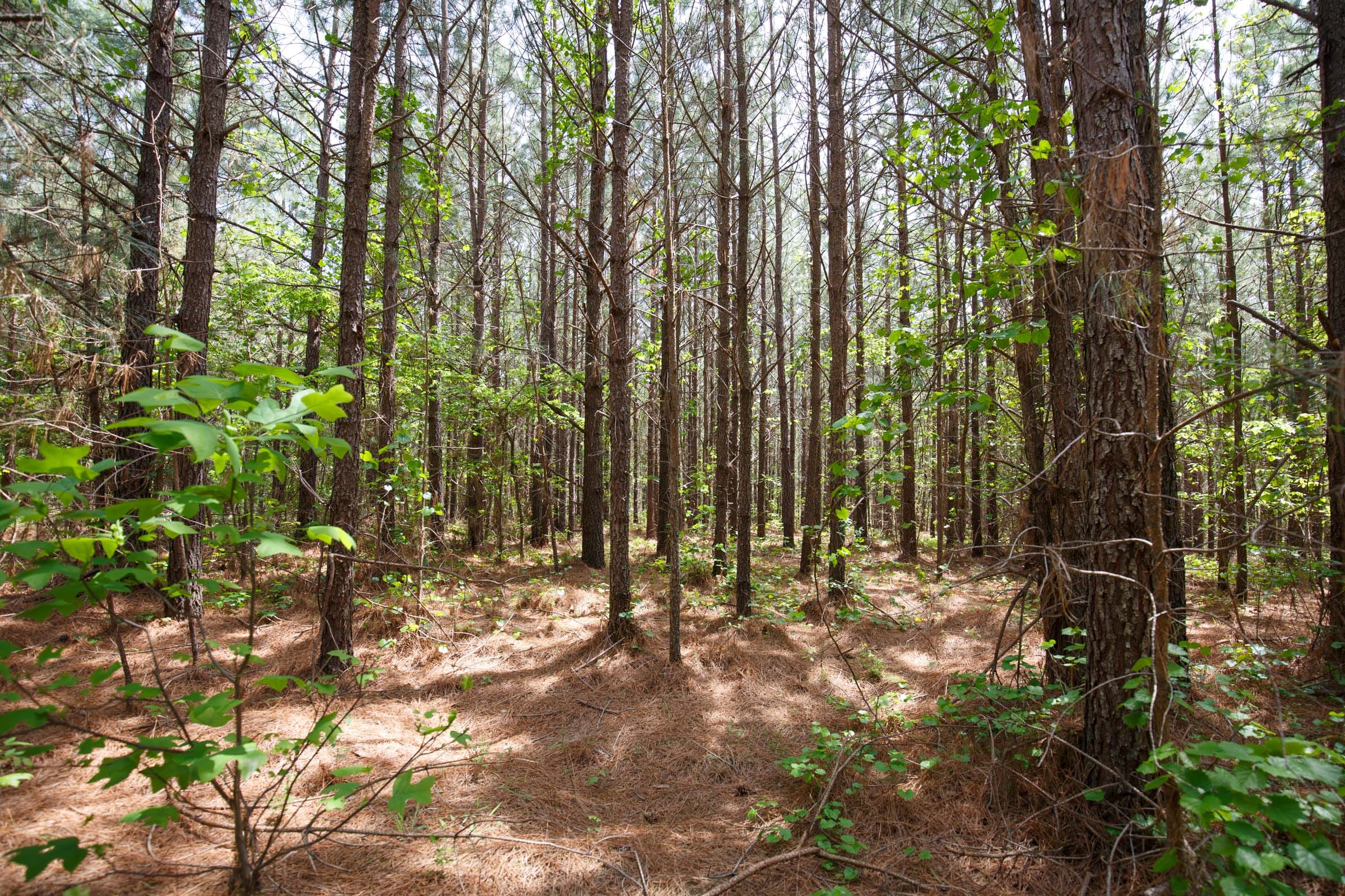 Red Barn Ranch Tract 56 photo 5
