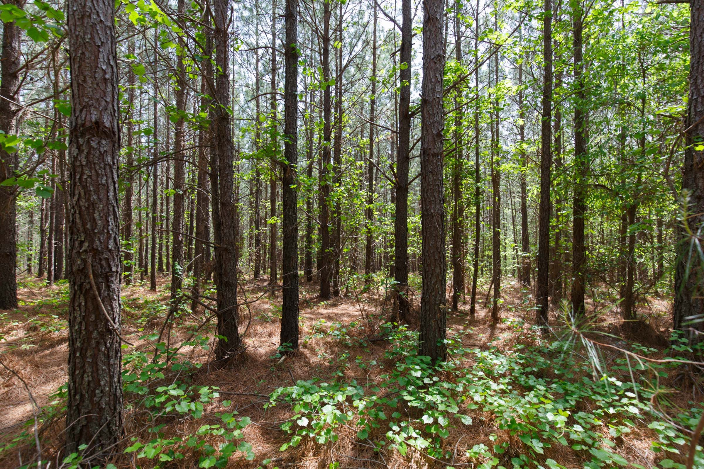 Red Barn Ranch Tract 56 photo 9