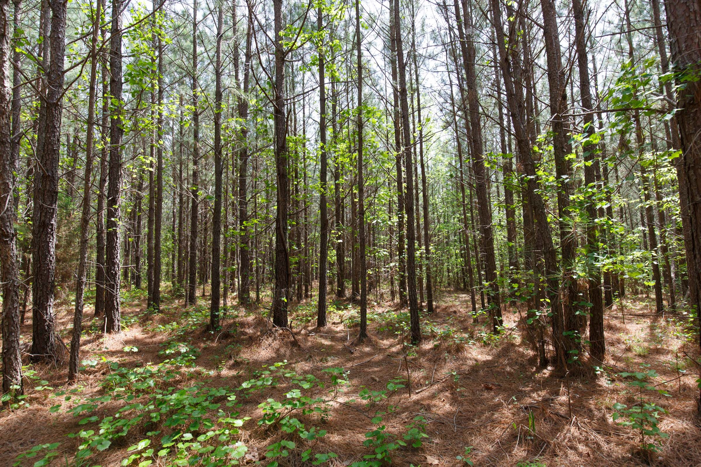 Red Barn Ranch Tract 56 photo 11