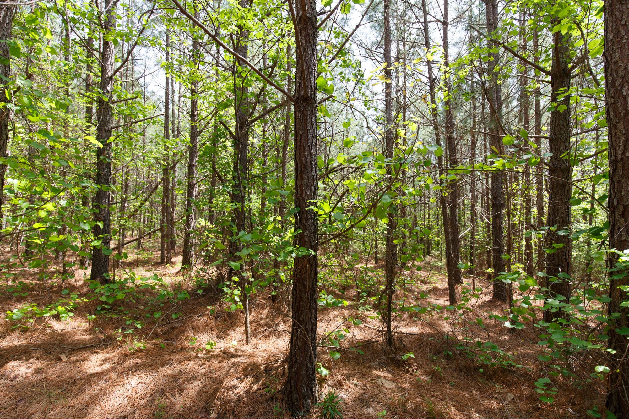 Red Barn Ranch Tract 56 photo 12