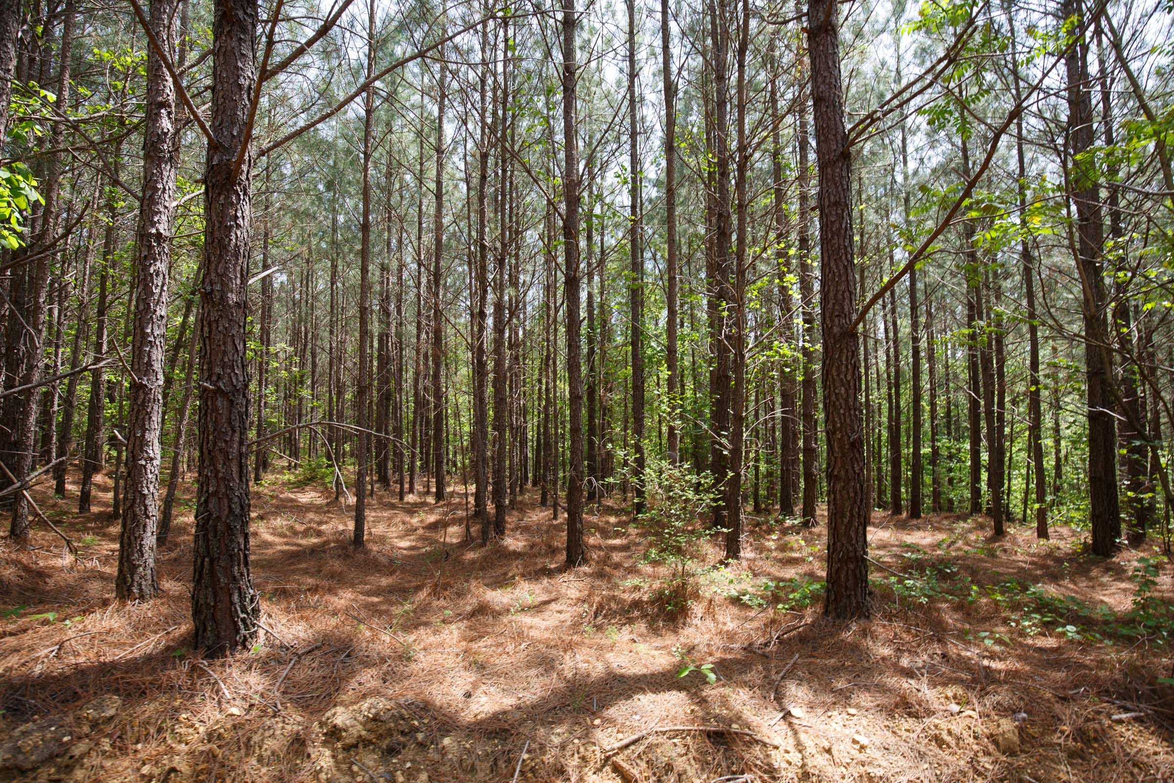 Red Barn Ranch Tract 56 photo 6