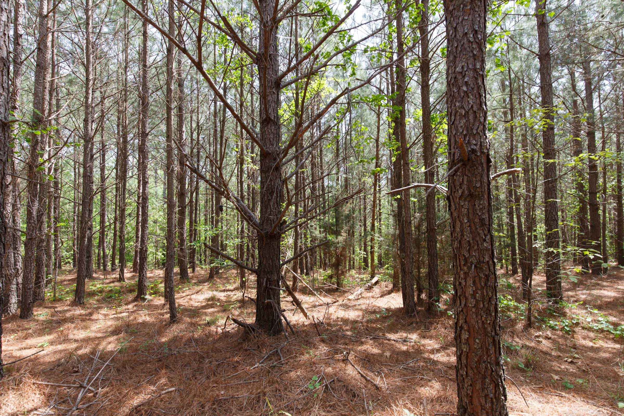 Red Barn Ranch Tract 56 photo 8