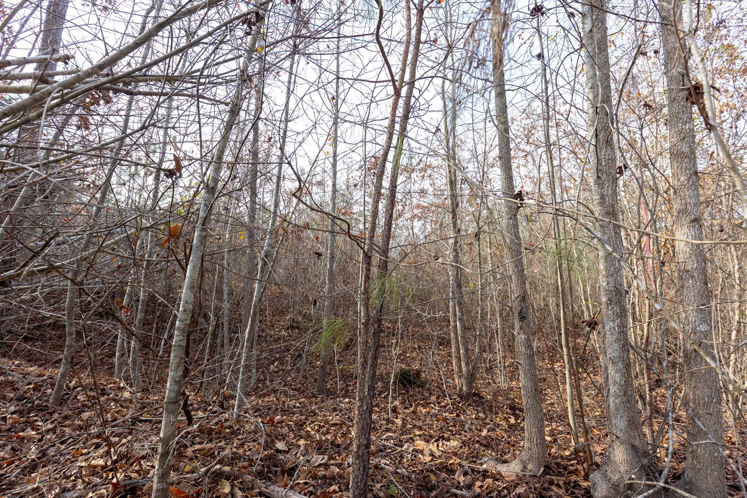Baker Creek Tract 8 photo 5