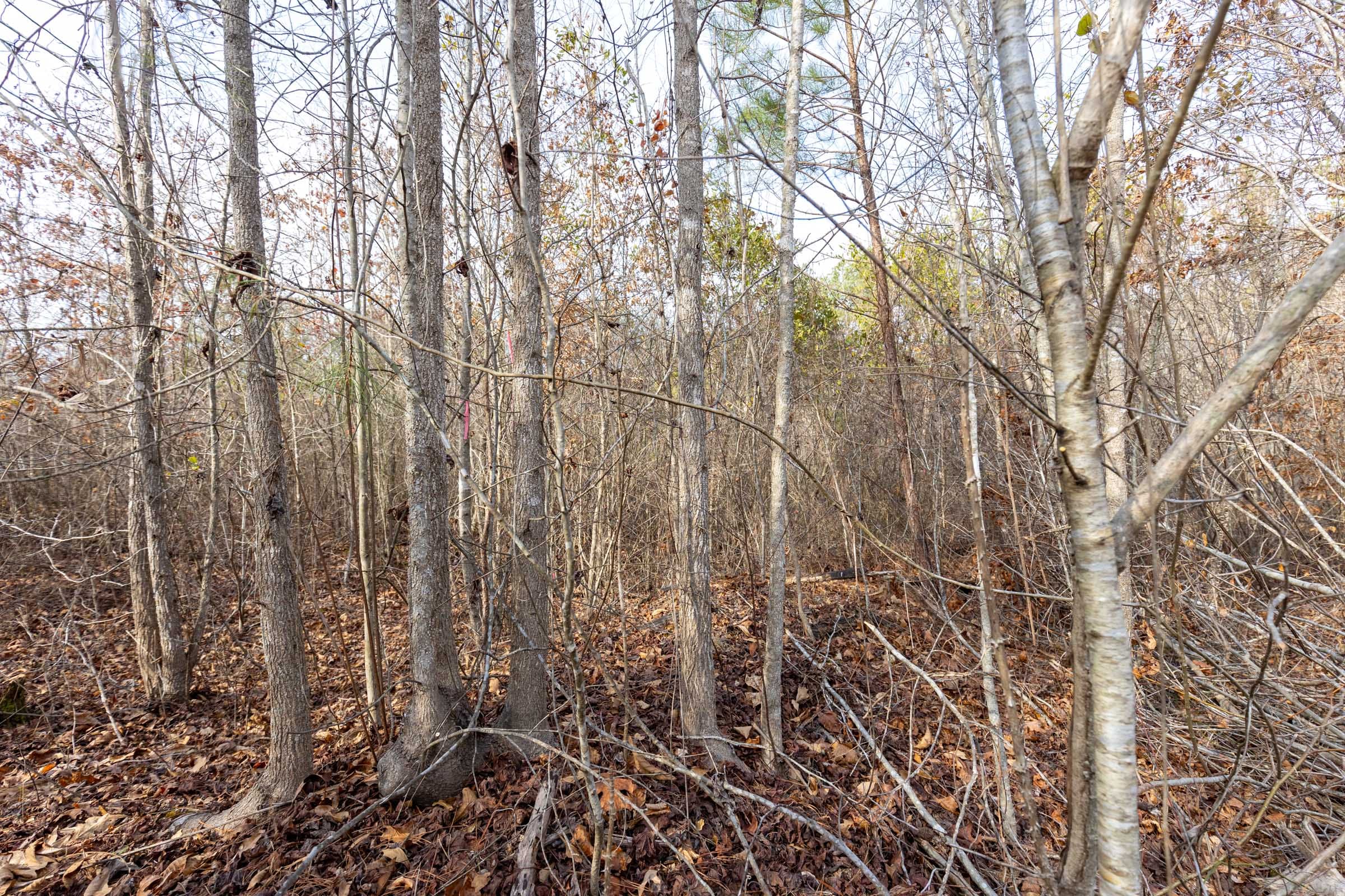 Baker Creek Tract 8 photo 8