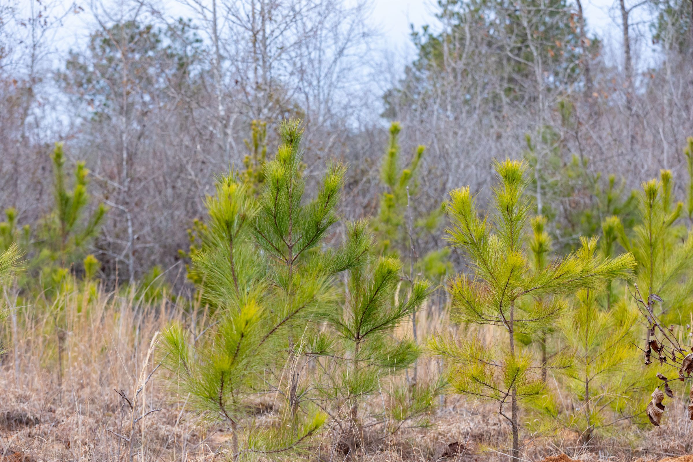 Baker Creek Tract 8 photo 6