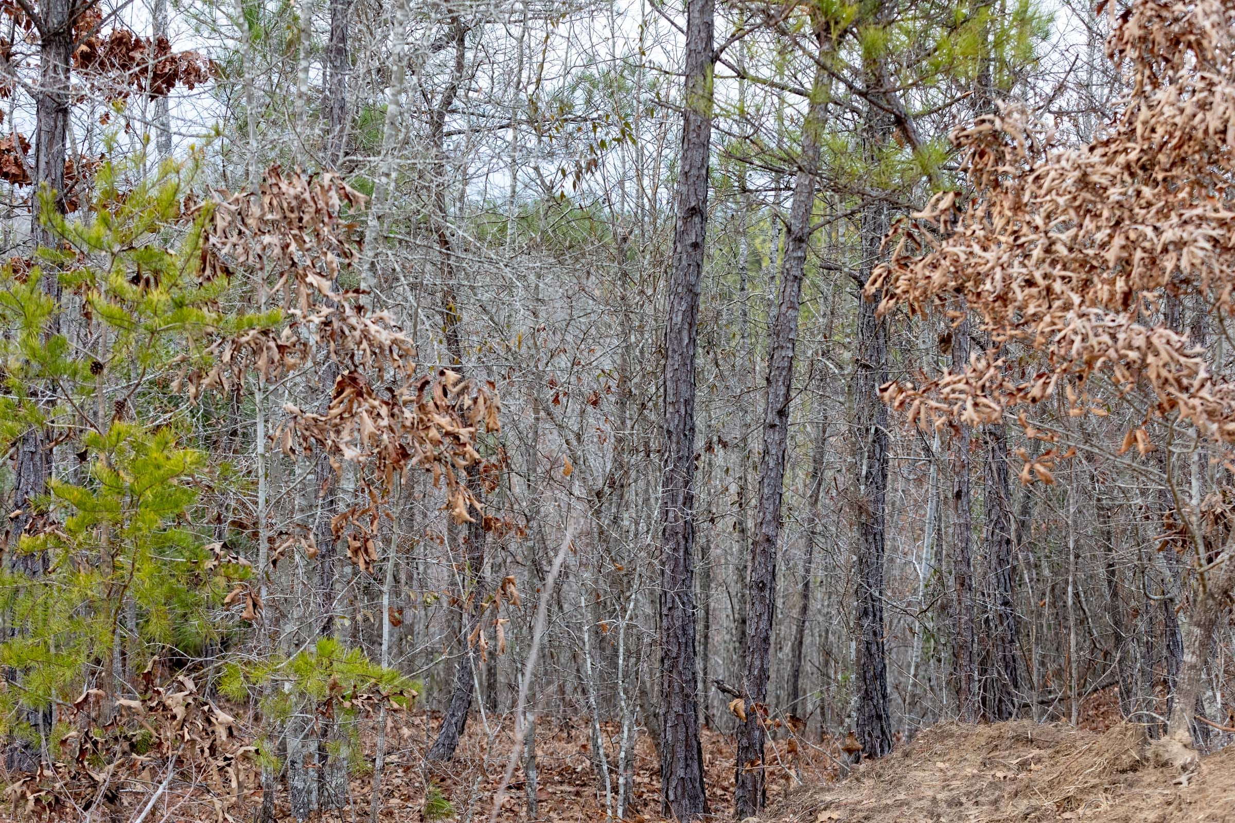 Baker Creek Tract 8 photo 3