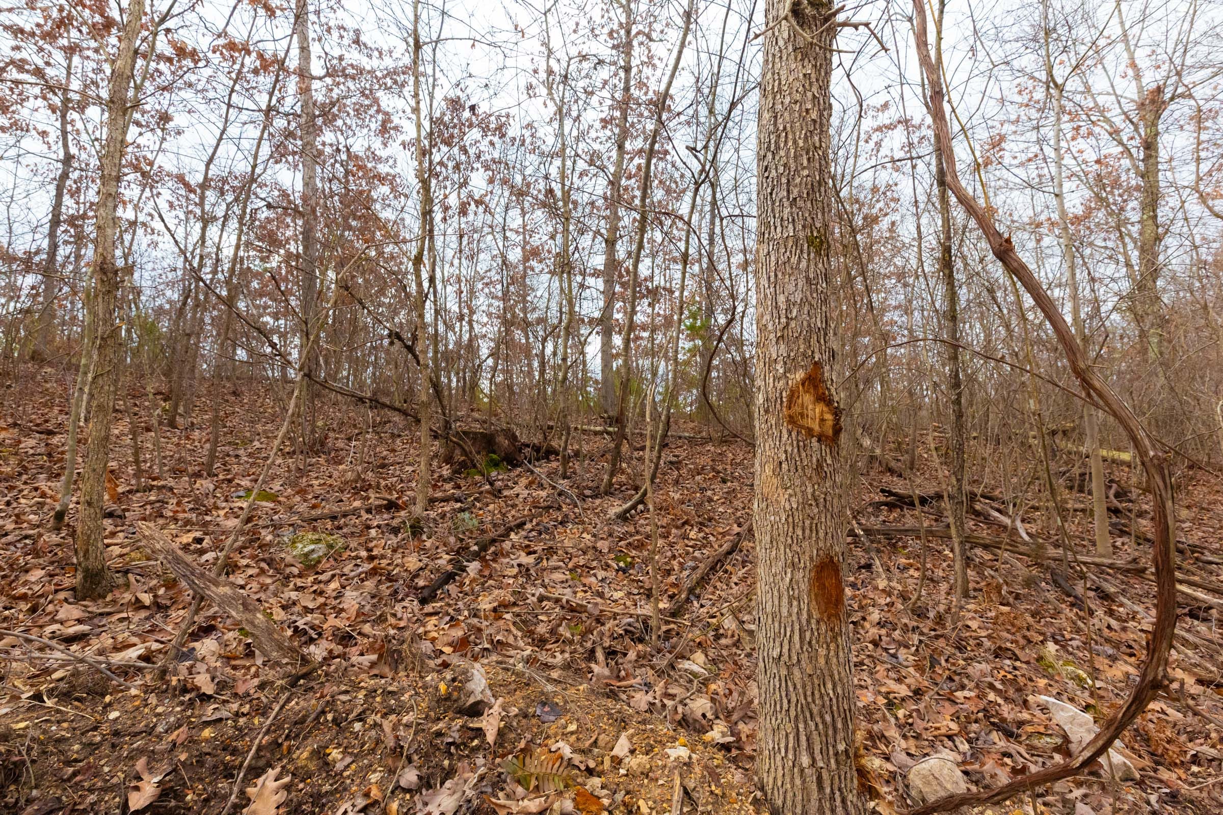 Windy Ridge Tract 9 photo 3