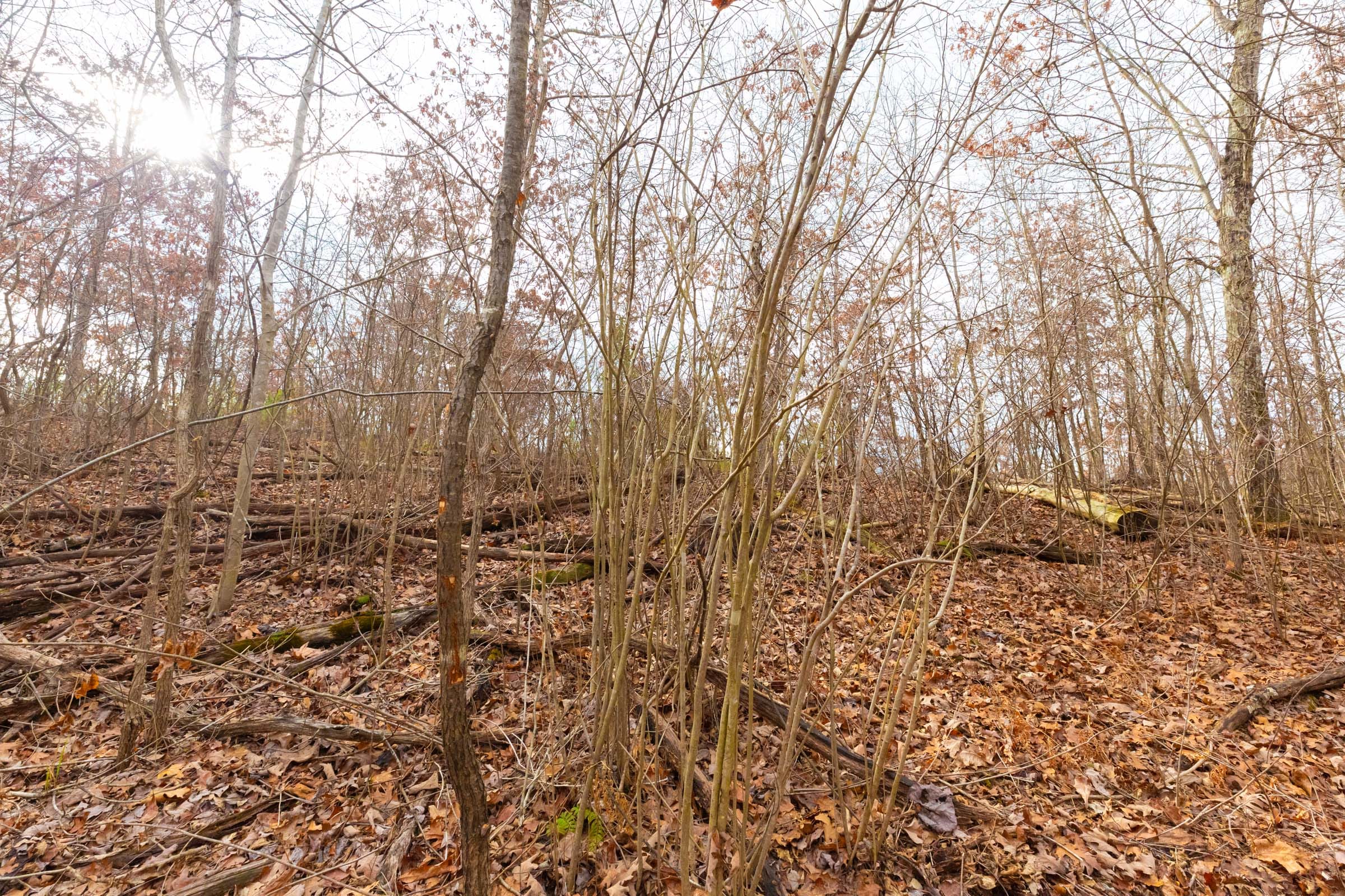 Windy Ridge Tract 9 photo 6