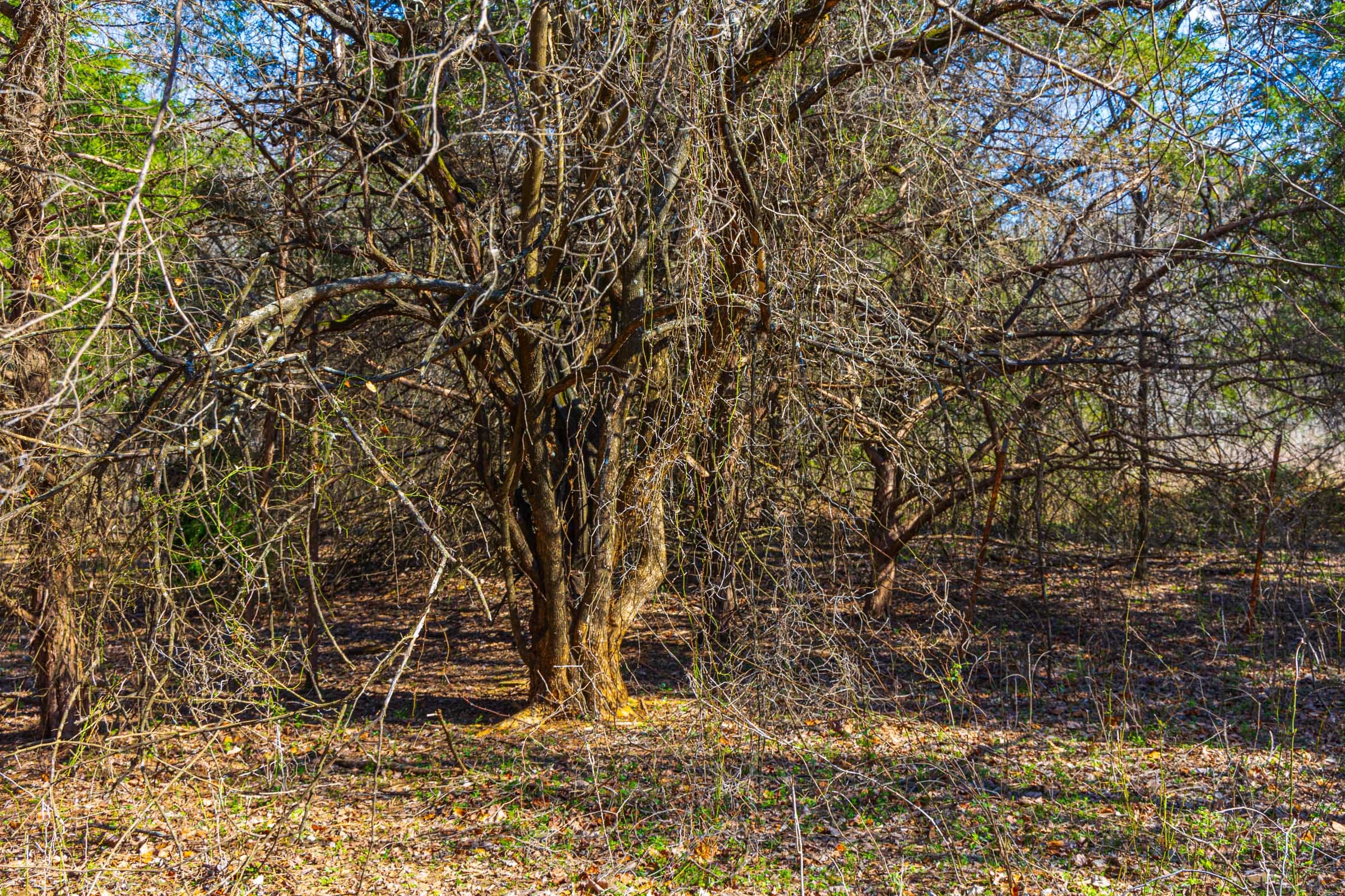 Reserves At Cattail Cove Phase I Tract 31 photo 7