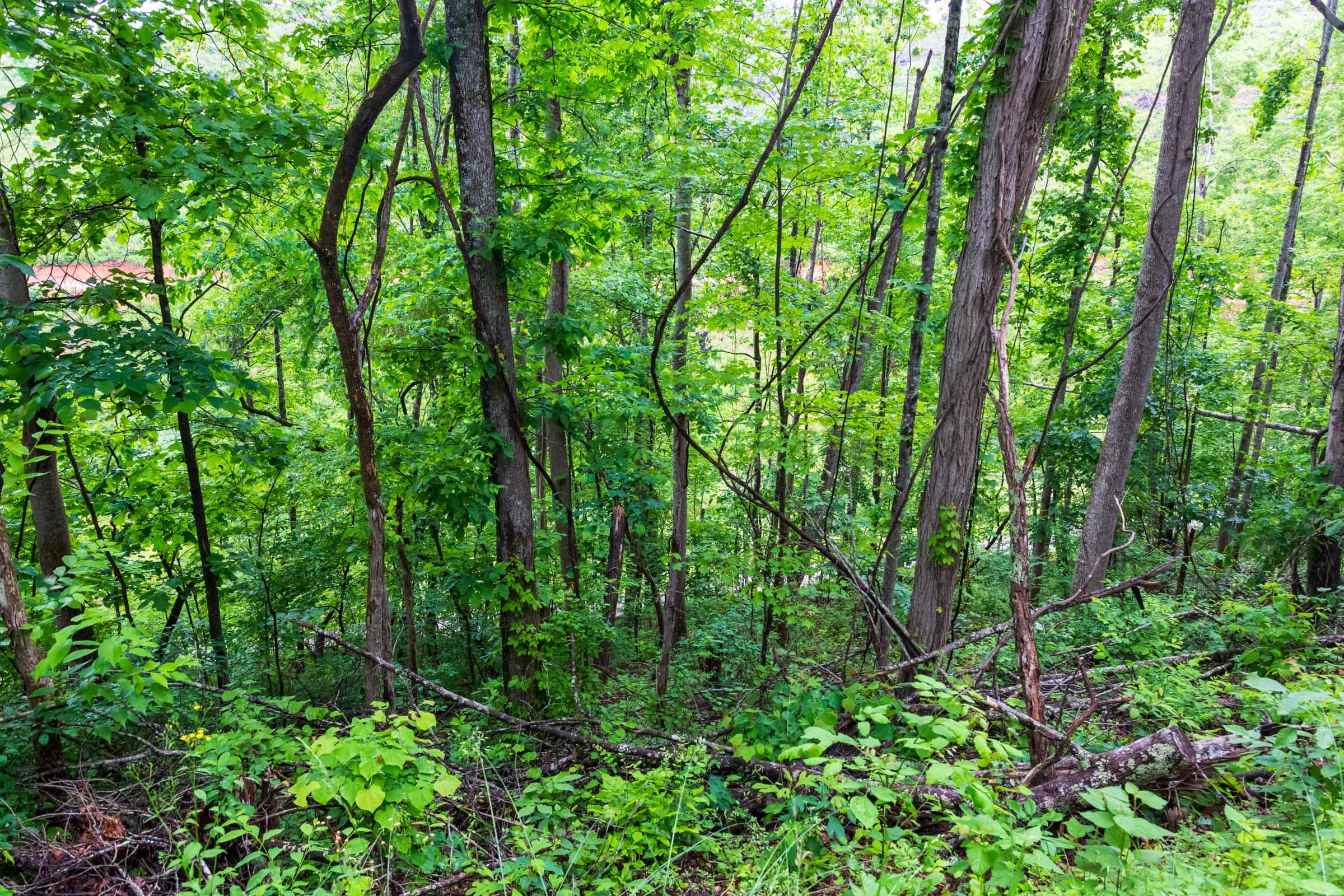 Bluffview Tract 4 photo 27