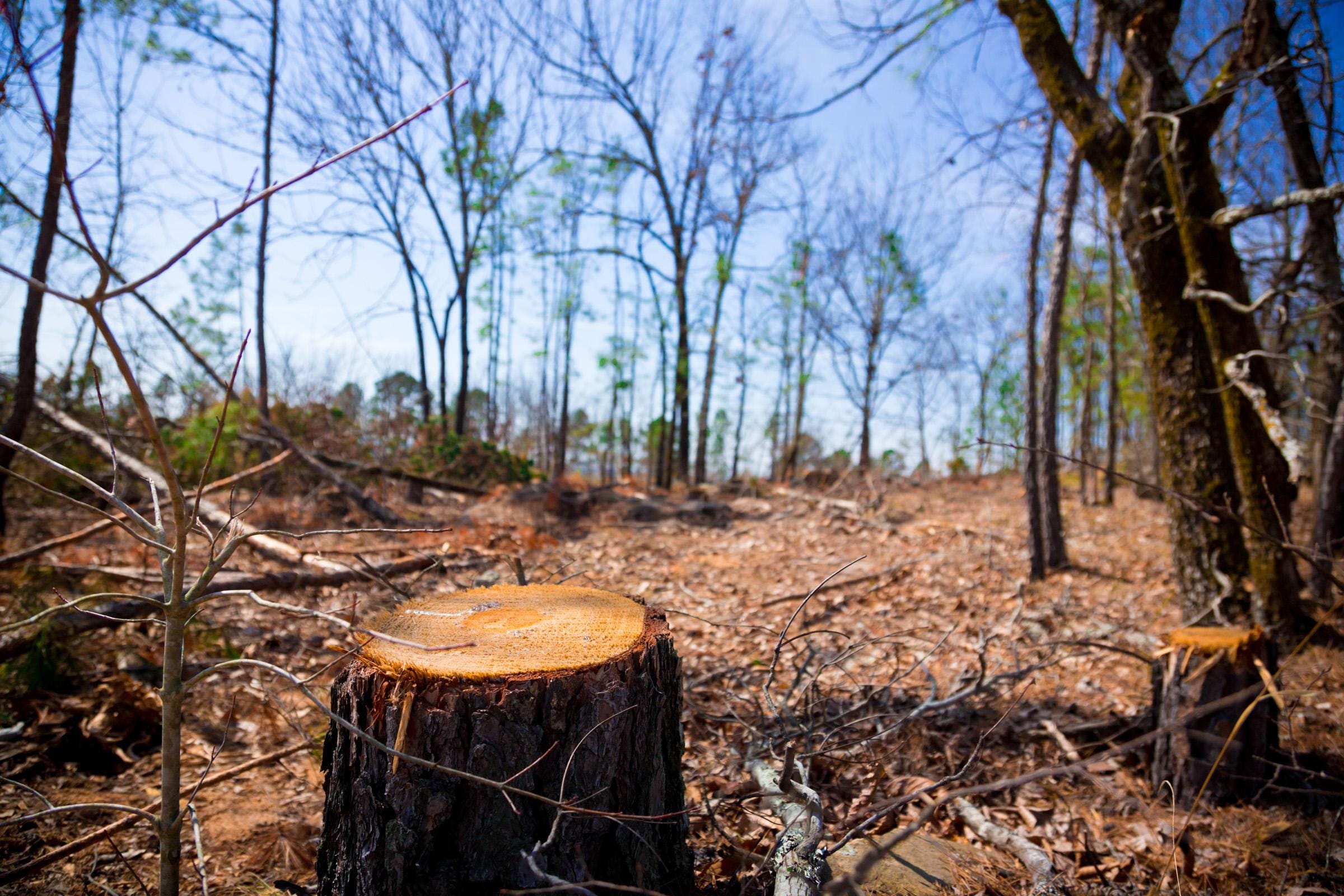 Stone Creek Phase II Tract 139 photo 5