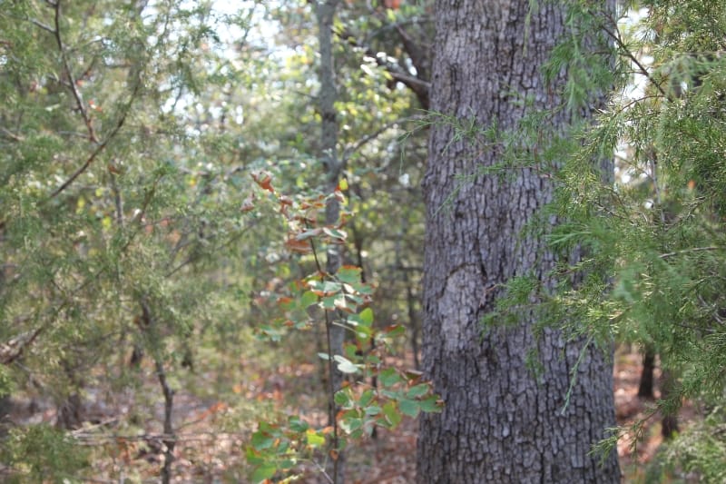 Lake View Ranch Tract 13 photo 2