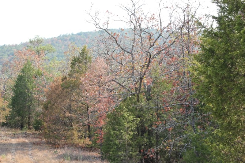 Lake View Ranch Tract 13 photo 5