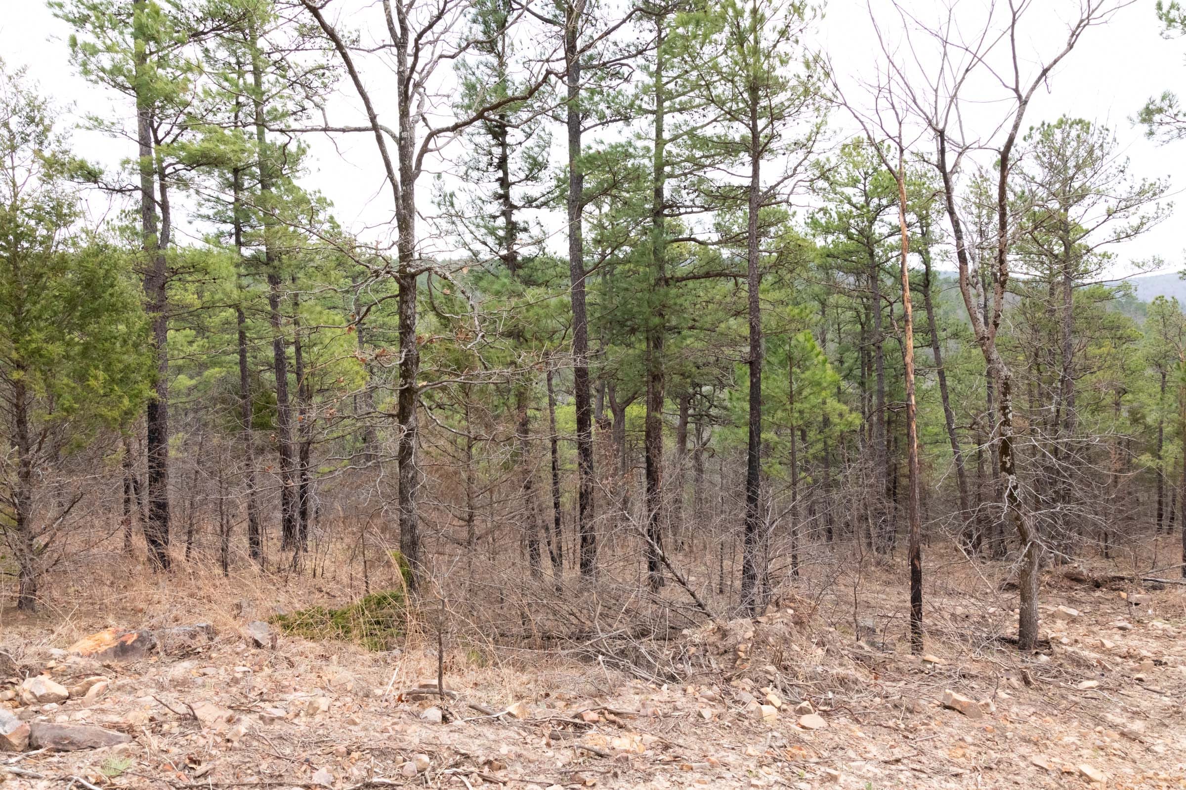 Stone Bridge Phase III Tract 203 photo 10