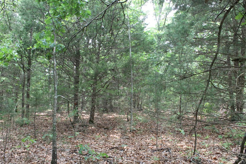 Cedar Ridge Ranch Tract 19 photo 3
