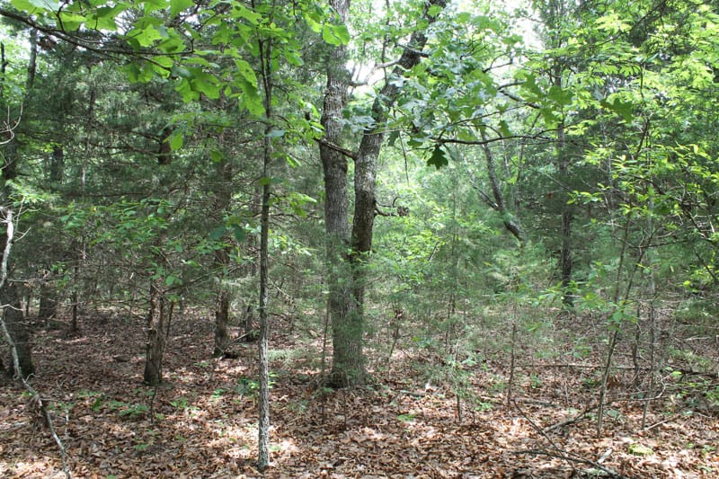 Cedar Ridge Ranch Tract 19 photo 4