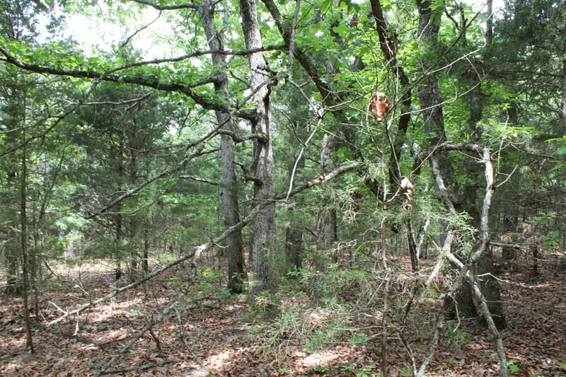 Cedar Ridge Ranch Tract 19 photo 5