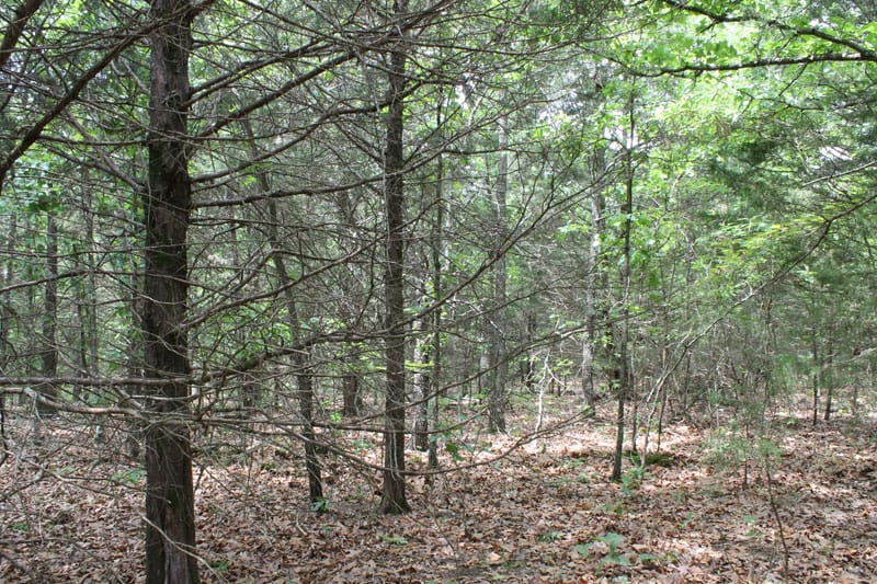 Cedar Ridge Ranch Tract 19 photo 6