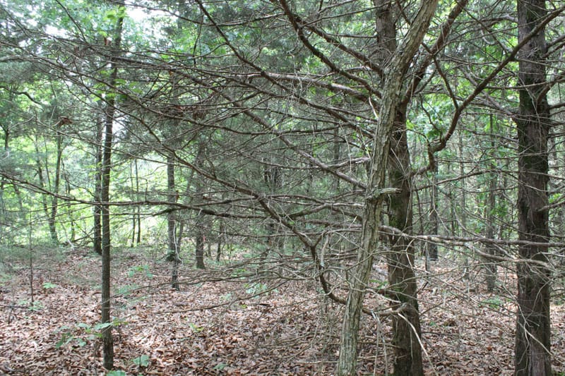 Cedar Ridge Ranch Tract 19 photo 7