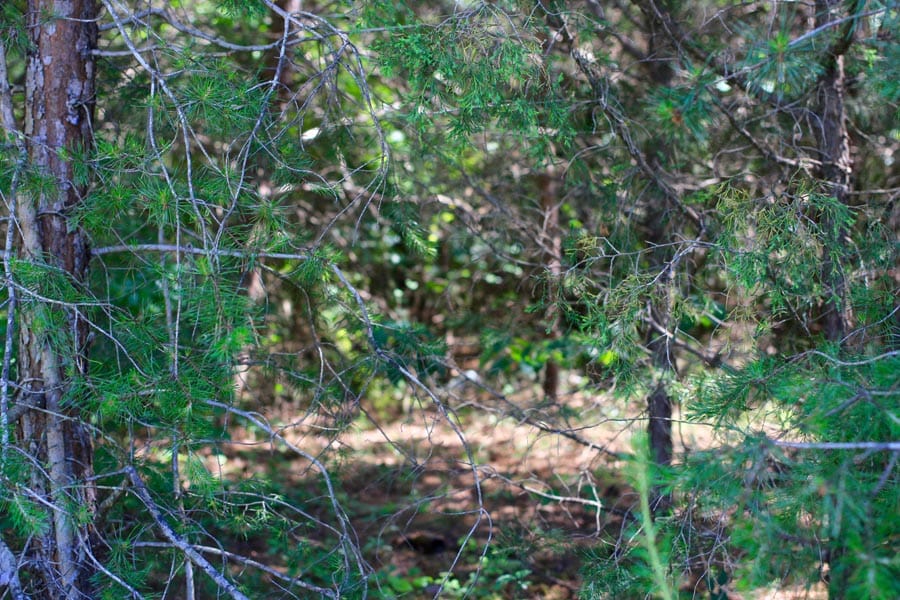 Hickory Hill Ranch Tract 5 photo 4